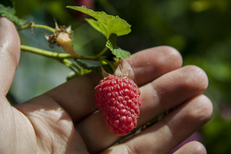 Growing juicy red raspberries on a branch, natural Growing juicy red raspberries on a branch, photo, harvesting fruits and harvest in the gardenの写真素材