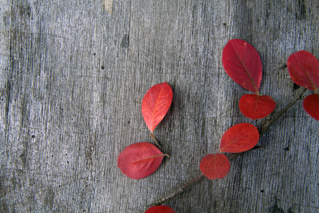 rustic wooden gray background with bright red autumn leaves, minimalism, top view