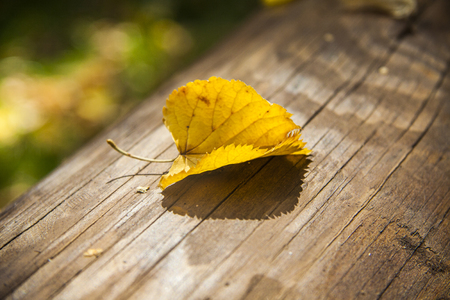rustic wooden gray background with bright red autumn leaves, minimalism, top viewの写真素材