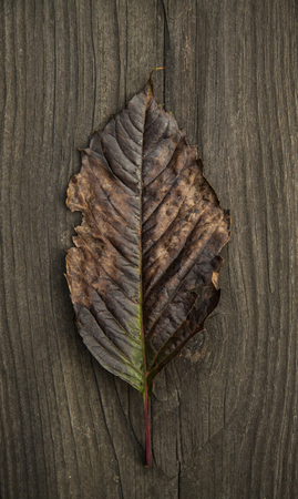 dark brown autumn leaf on a dark rustic wooden backgroundの写真素材