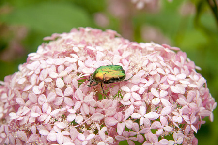 close-up pink delicate hydrangea flower and green beetleの写真素材