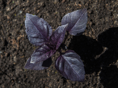 purple basil, greens growing natural organic foodの写真素材