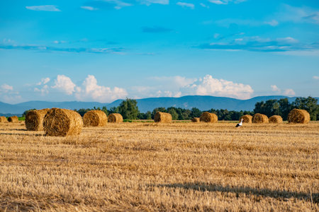 Polish summer. Stork, bales of hay overlooking the mountains.の写真素材