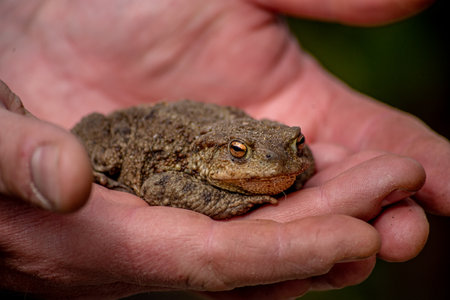 Common toad on the palm.の写真素材