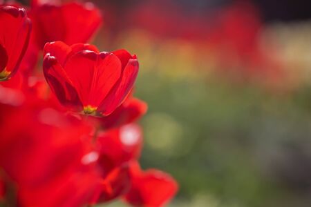 Easter Spring Flowers bunch. Beautiful red tulips bouquet. Elegant Mother's Day gift over nature green blurred background. Springtime. Copy spaceの写真素材