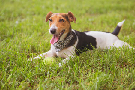 Cute happy smiling jack russell dog laying on a grass in park. Summer warm dayの写真素材