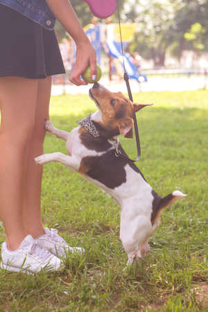Cute happy smiling jack russell dog laying on a grass in park. Summer warm dayの写真素材