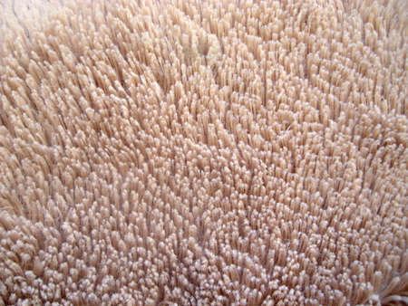 Faux fur texture closeup