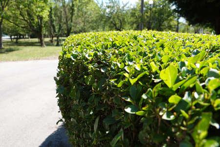 evenly trimmed green hedge in the park.