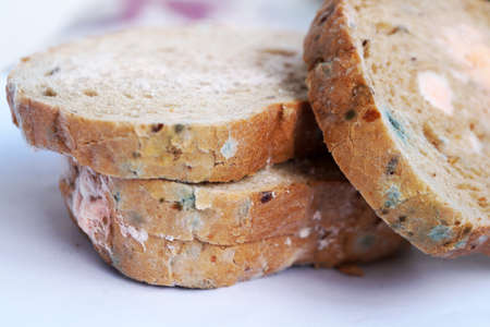 blue and pink mold on bread close-upの写真素材