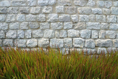 decorative curb grass on the background of an old white stone wall, copy spaceの写真素材