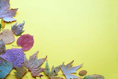 autumn leaves on a yellow background, copy space, mockup blank.の写真素材