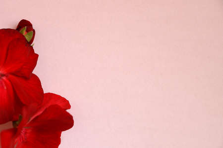 red geranium flower on a light background, blank for congratulations, copy space.