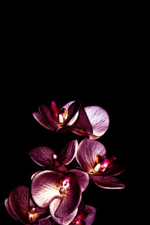 purple orchid flowers on a black background close upの写真素材