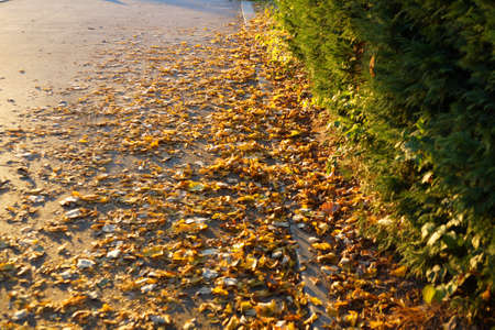 path in the park, strewn with autumn yellow leaves and lit by the setting sun.