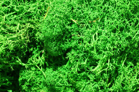 green stabilized moss for ecological interior design close up, macro photographyの写真素材