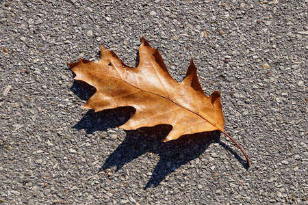yellow brown oak leaf on asphalt in sunlight close up