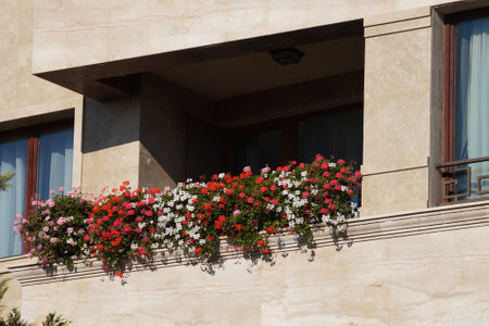 red geranium flowers on the balcony railing close upの写真素材