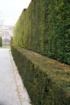 evenly trimmed evergreen hedge in the park.
