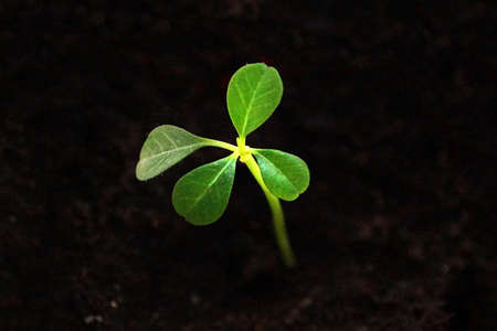 small green sprout on dark ground close-up