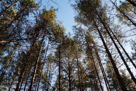 the sun shines through the tall pines in the forest.