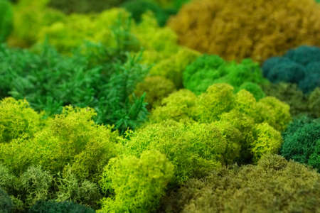 multicolored stabilized preserved moss for ecological interior design close up