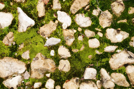 green moss between stones on a path in the park.の写真素材