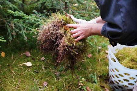 woman collects sphagnum moss in the forest.