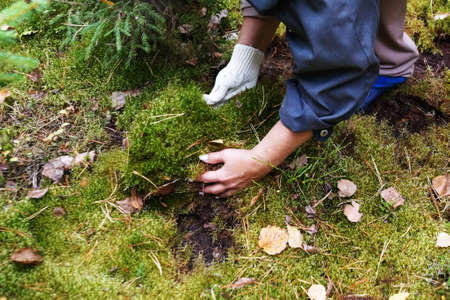 woman collects sphagnum moss in the forest.の写真素材