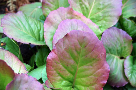 green and red bergenia leaves close-up for backgroundの写真素材