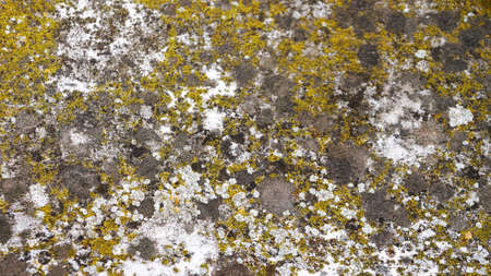 old concrete wall overgrown with moss and mold for background.
