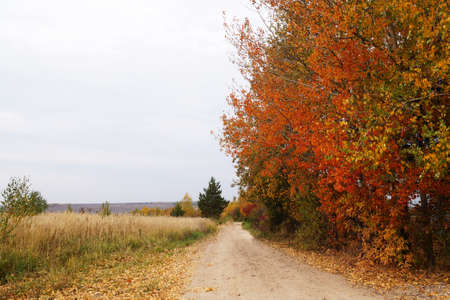 empty autumn rural dirt road near the forest.