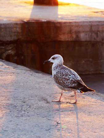 sea gull chick in the light of the setting sunの写真素材