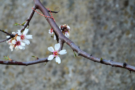 spring blooming tree branch on concrete wall background.の写真素材