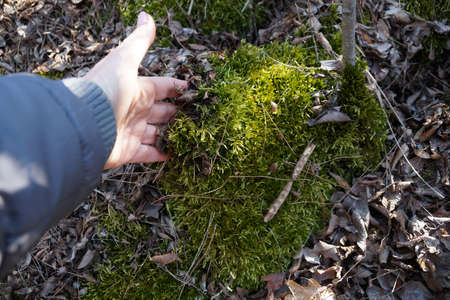 female hand touching green moss in the forest.の写真素材