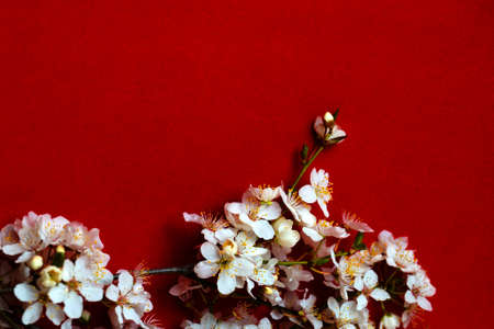 white blooming spring branch on red background copy, spaceの写真素材