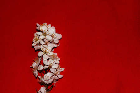 white blooming spring branch on red background copy, spaceの写真素材