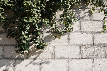 green branches on white brick wall copy space
