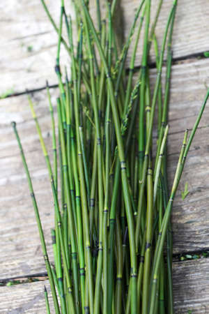 green stabilized horsetail on wooden background close-up.の写真素材