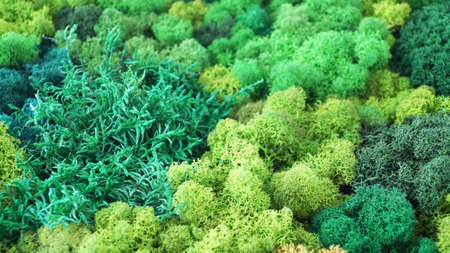green decorative stabilized moss of various shades for interior decoration close-upの写真素材