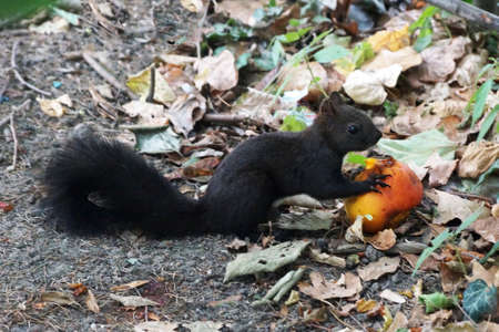 black squirrel eats a peach in an autumn park.の写真素材