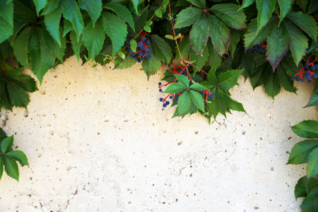 creeping wild grapes with berries on a light concrete wall, copy space, vegetable natural frame for...