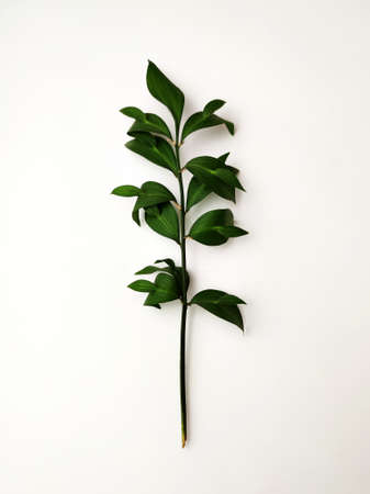 green branch of ruscus isolated on white background.の写真素材