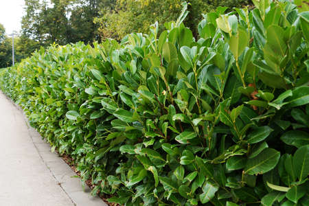 trimmed hedge of evergreen shrub in the park, landscaping