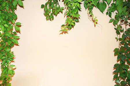 branches of green decorative grapes on a white concrete wall, copy space.