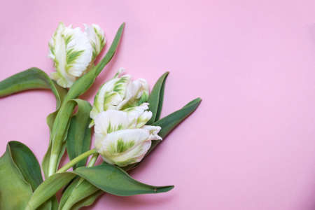 bouquet of white tulips on a pink background, copy spaceの写真素材