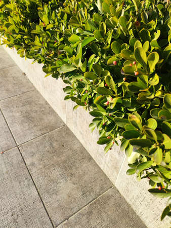 border of evergreen shrubs on the sidewalk close-up.の写真素材