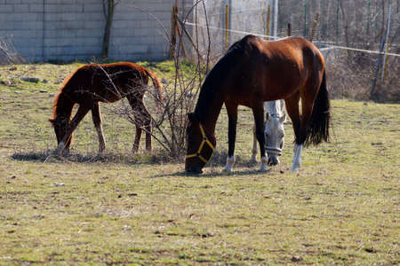 horses in a corral nibbling grass on a sunny day.