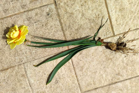 yellow narcissus flower with root and bulb on stone background.