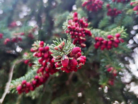 spruce branches with small red cones close upの写真素材